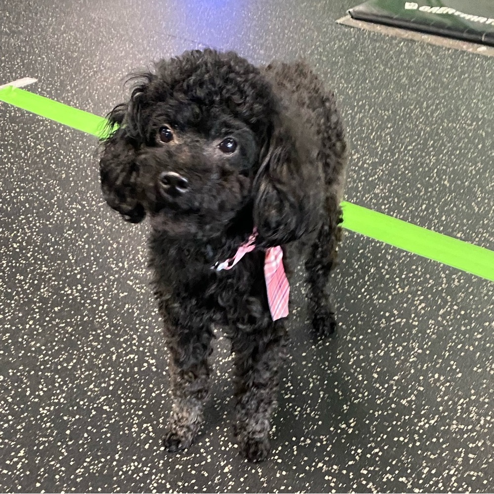 Pink pup tie - Picture 2 of 11